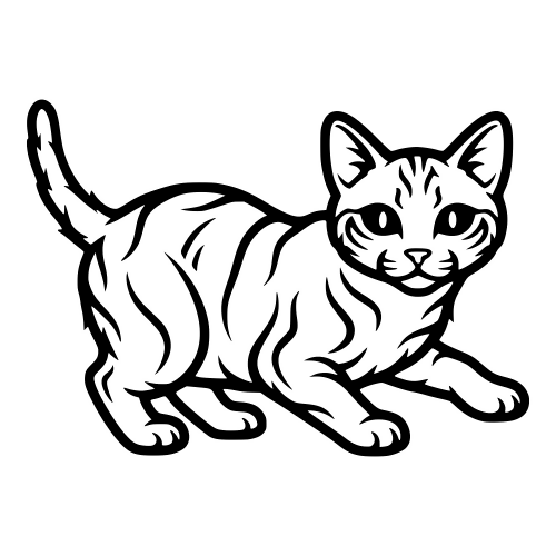 American Wirehair Sketch - Vector Graphics - Digital File Digital My Custom Designs PDF