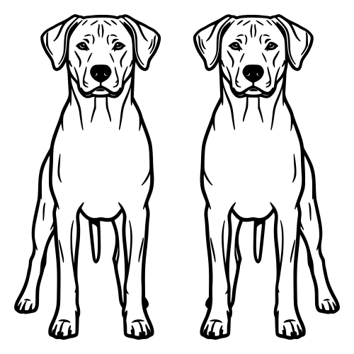 Rhodesian Ridgeback - Digital File - XCS Friendly Digital My Custom Designs PDF