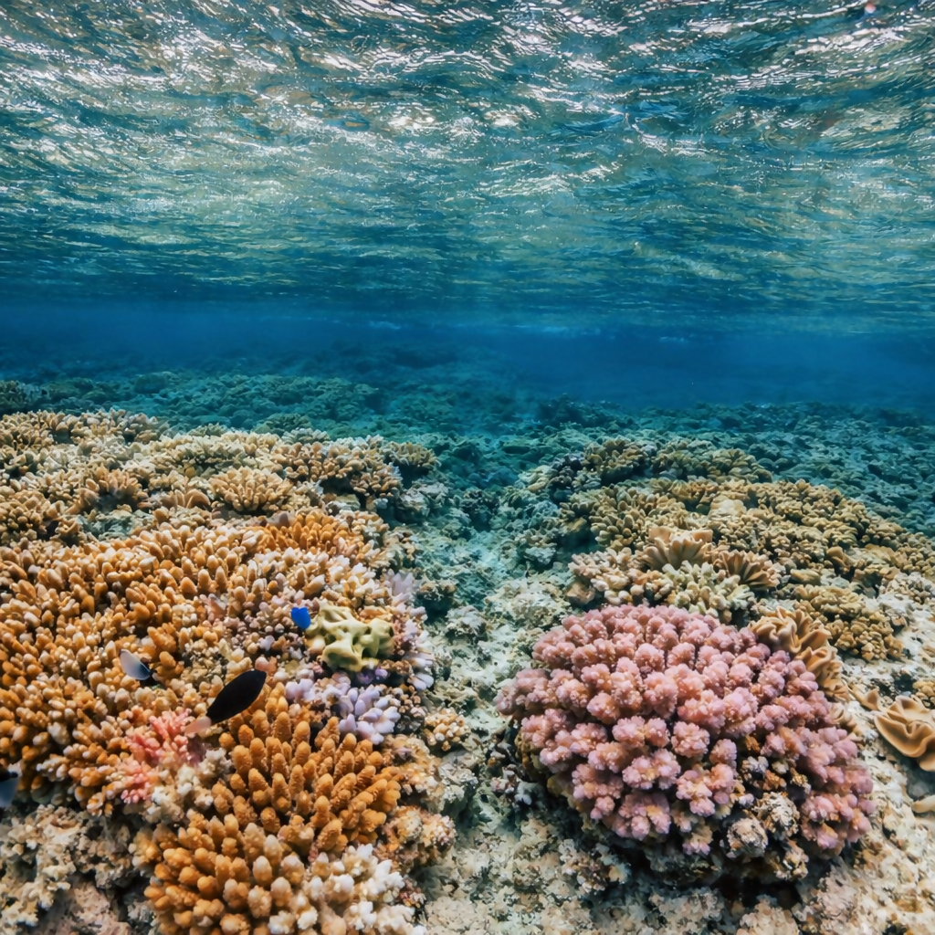 Snorkeling - Great Barrier Reef - Queensland - Australia - Rendered - Digital File Digital My Custom Designs PDF