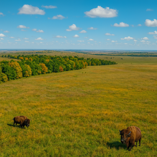 Tallgrass Prairie Preserve - Oklahoma United States - Rendered - Digital File Digital My Custom Designs PDF