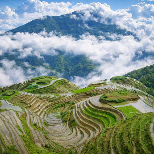 Longji Rice Terraces - Guilin China - Asia - Rendered - Digital File Digital My Custom Designs PDF