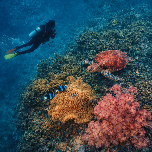 Diving - Cebu Philippines - Asia - Rendered - Digital File Digital My Custom Designs PDF