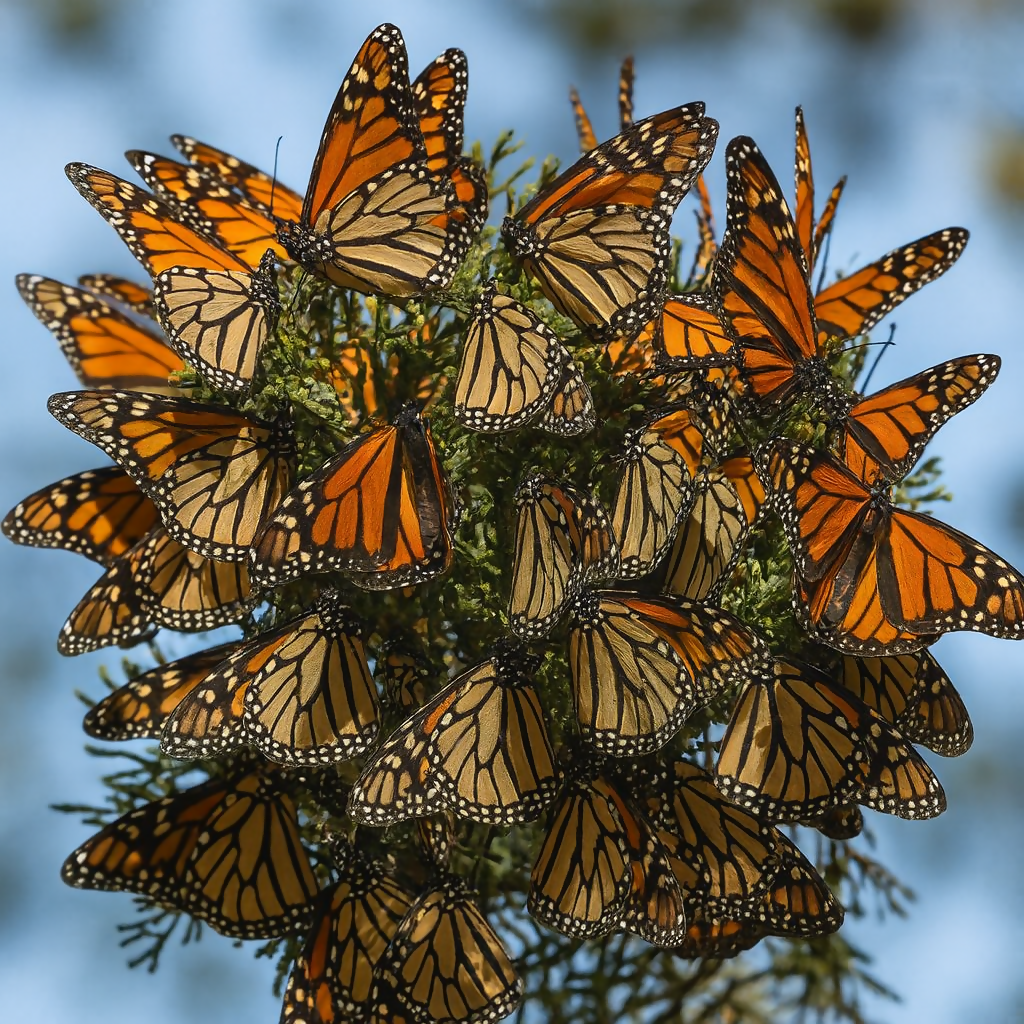 Monarch Butterfly Biosphere Reserve (Santuario de la Mariposa Monarca) - Michoacán Mexico - Rendered - Digital File Digital My Custom Designs PDF