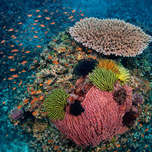 Coral Reefs - Komodo Islands Indonesia - Asia - Rendered - Digital File Digital My Custom Designs PDF