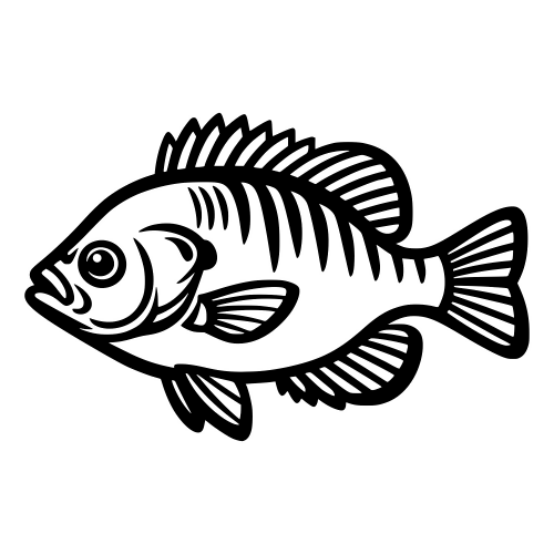 Bluegill Sunfish Illustration - Digital File - XCS Friendly