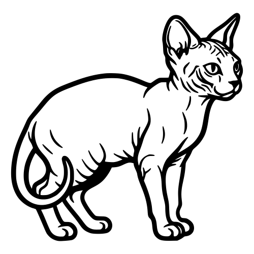 Bambino Cat Outline - Vector Graphics - Digital File Digital My Custom Designs PDF