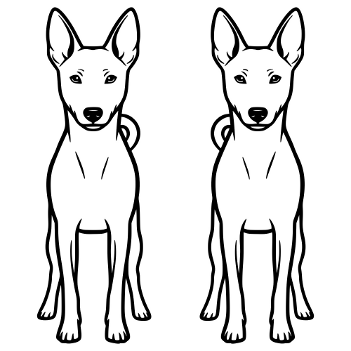 Basenji - Digital File - XCS Friendly Digital My Custom Designs PDF
