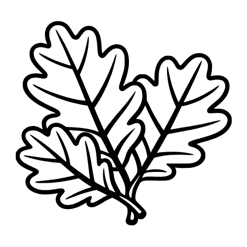 Oak Leaves Sketch - Vector Graphics - Digital File DIgital My Custom Designs PDF