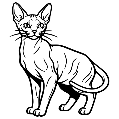German Rex Sketch - Vector Graphics - Digital File Digital My Custom Designs PDF