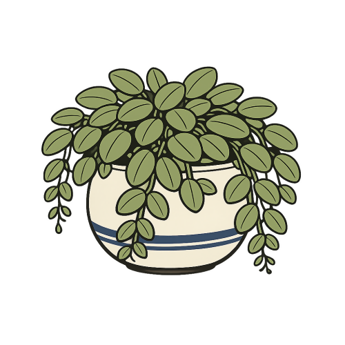Hoya Plant - Art & Aesthetics - T Shirt Designs - Digital File Digital My Custom Designs 300 DPI PNG