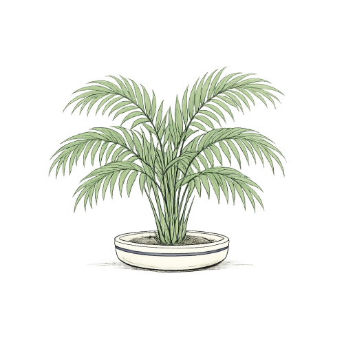 Kentia Palm - Art & Aesthetics - T Shirt Designs - Digital File Digital My Custom Designs 300 DPI PNG