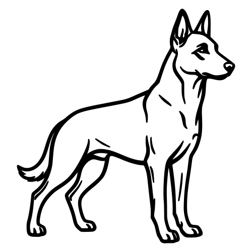 Belgian Malinois Stance - Digital File - XCS Friendly Digital My Custom Designs PDF