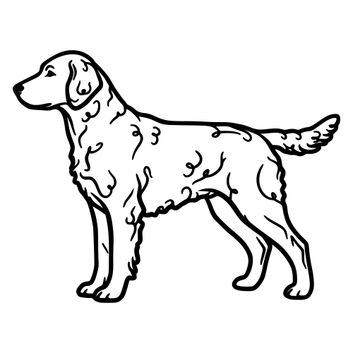 Curly-Coated Retriever - Digital File - XCS Friendly Digital My Custom Designs PDF