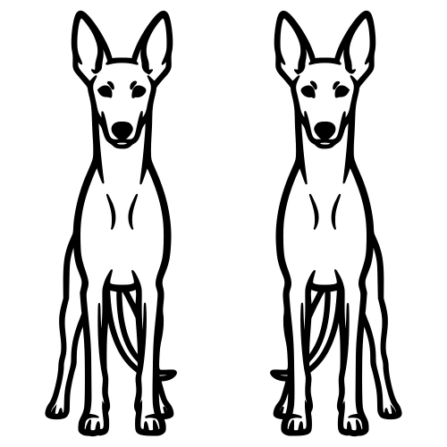 Pharaoh Hound - Digital File - XCS Friendly Digital My Custom Designs PDF