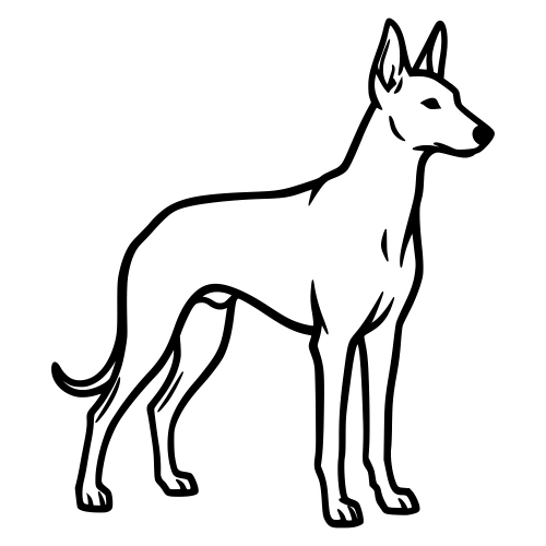 Pharaoh Hound Outline - Digital File - XCS Friendly Digital My Custom Designs PDF
