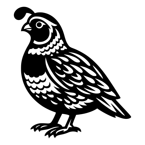 Quail Illustration - Digital File - XCS Friendly Digital My Custom Designs PDF