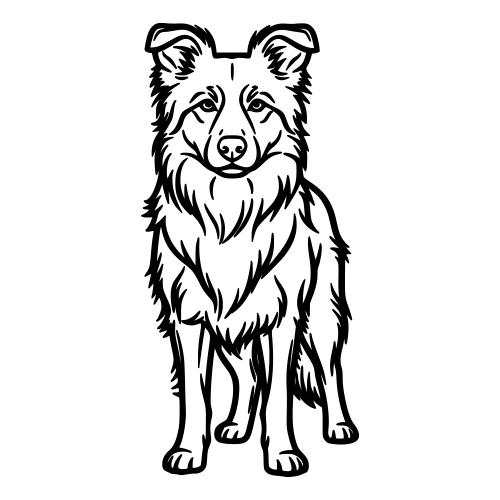 Border Collie - Digital File - XCS Friendly Digital My Custom Designs PDF