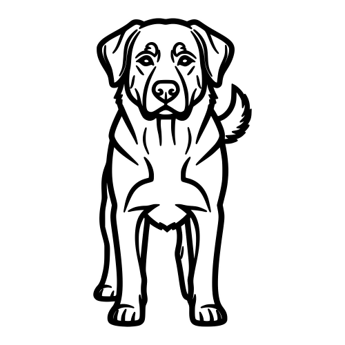 Bernese Weimaraner - Digital File - XCS Friendly Digital My Custom Designs PDF