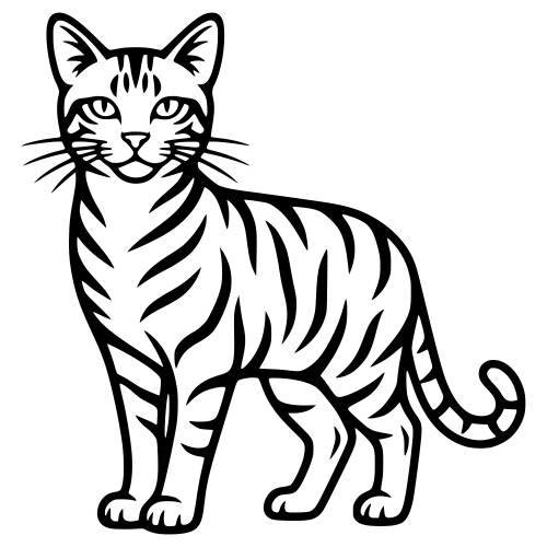 Toyger Cat Design - Vector Graphics - Digital File Digital My Custom Designs PDF