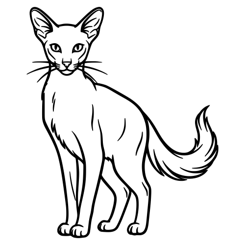 Oriental Longhair Cat - Vector Graphics - Digital File Digital My Custom Designs PDF